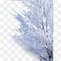 北方雾凇树枝