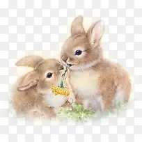 情侣小兔图片