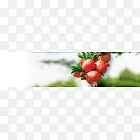 水果网站背景banner　