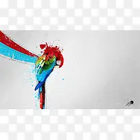 彩色受伤的鹦鹉海报背景