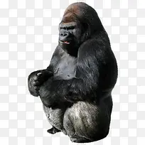 猩猩PNG免抠无背景素材