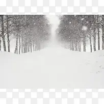 冬季雪后树林风景