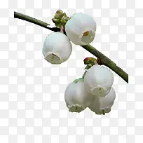 白色灯笼花