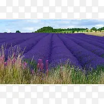 紫色薰衣草陆地空气