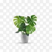 龟背竹绿植盆栽