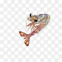 虾蟹素材实物免费下载