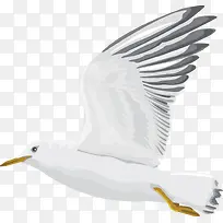 海鸥侧身大图