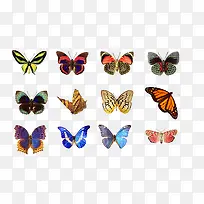 各种各样蝴蝶