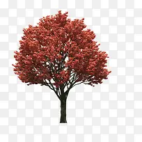 红色树