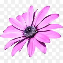 粉紫的花花