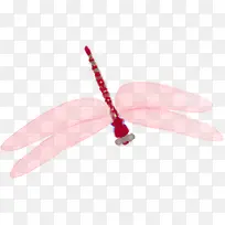 手绘粉色可爱蜻蜓