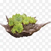 绿色小植物实物