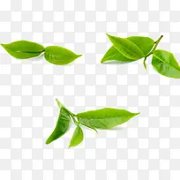 高清摄影绿色茶树叶