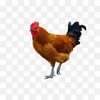 11111111111动物公鸡