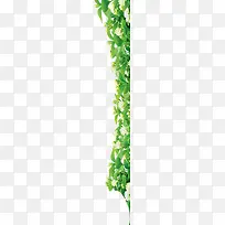 清新的茶花