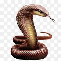 动物毒蛇