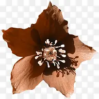 棕色植物花朵素材