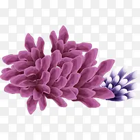 紫色珊瑚夏日