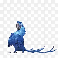骄傲的蓝色鹦鹉素材