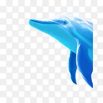 海豚