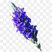 紫色薰衣草夏日