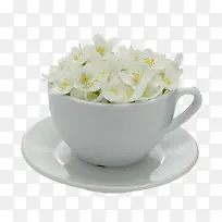 茶杯里的茉莉花