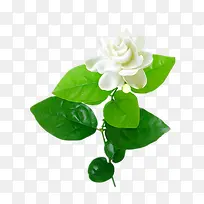茉莉花