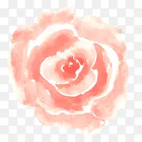绘画玫瑰花瓣