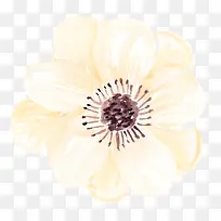 橘黄淡雅花蕊