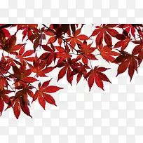 一树棕红色的叶子