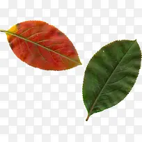 棕红绿色两片叶子