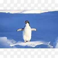 南极企鹅冰雪
