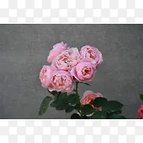 摄影写真玫瑰花