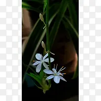 春天白色小吊兰