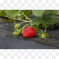草莓  新鲜草莓 植物 草莓苗