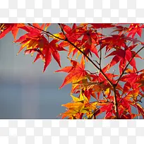 枫叶海报素材下载