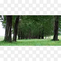 森林 风景 草原 绿植 摄影