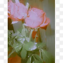 玫瑰花摄影作品2