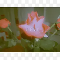 玫瑰花摄影作品