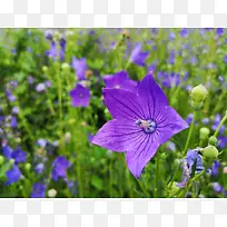 花卉 紫色花卉 摄影