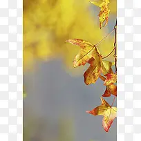 秋季 背景图