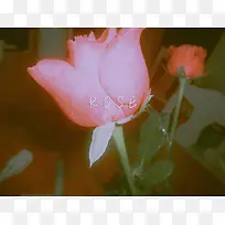 玫瑰花摄影作品4