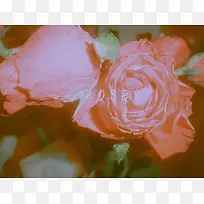 玫瑰花摄影作品3