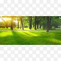阳光下的绿色树林草坪