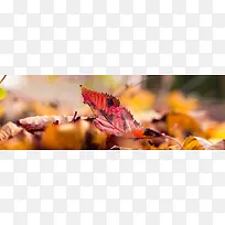 秋季，落叶，风景，摄影31