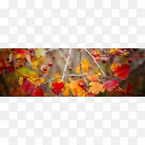 秋季，落叶，风景，摄影51