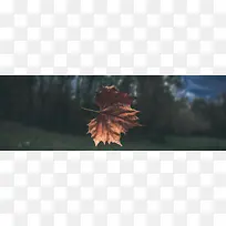 秋季，落叶，风景，摄影45
