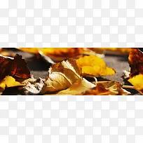 秋季，落叶，风景，摄影42