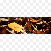 秋季，落叶，风景，摄影41