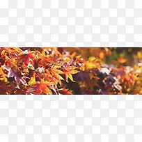 秋季，落叶，风景，摄影9